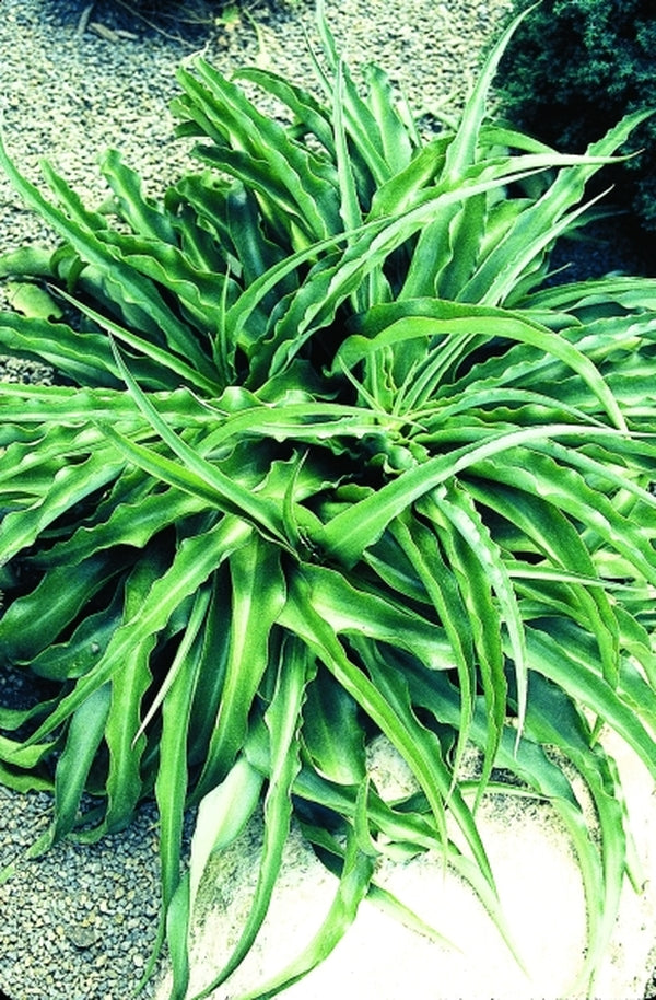 Image of Manfreda undulata|Juniper Level Botanic Gdn, NC|JLBG
