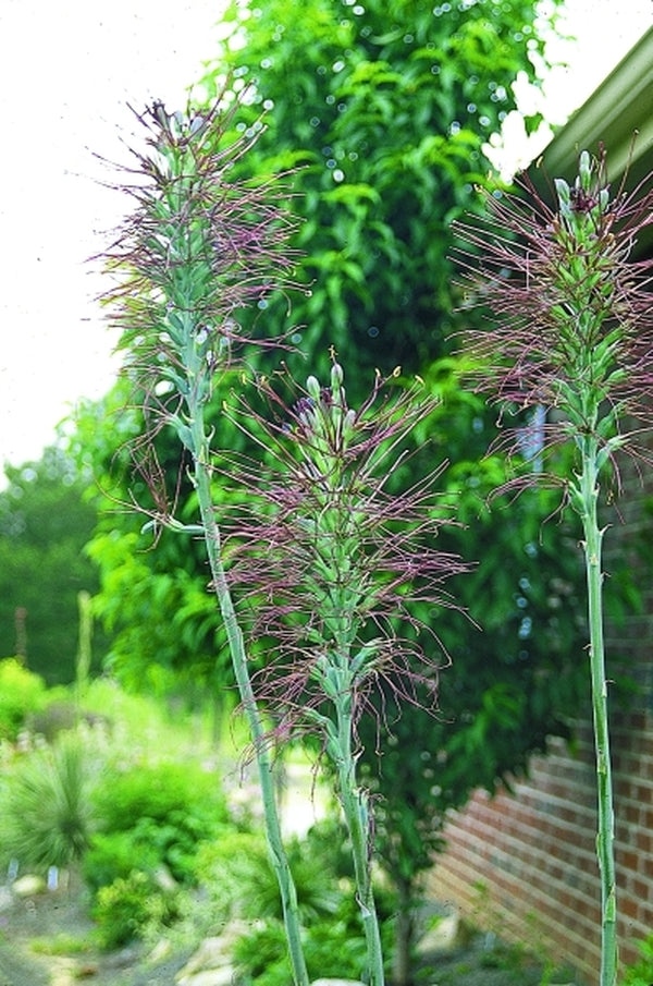 Image of Manfreda undulata|Juniper Level Botanic Gdn, NC|JLBG