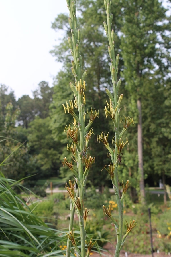 Image of Manfreda virginica Downs Prairie, AR||