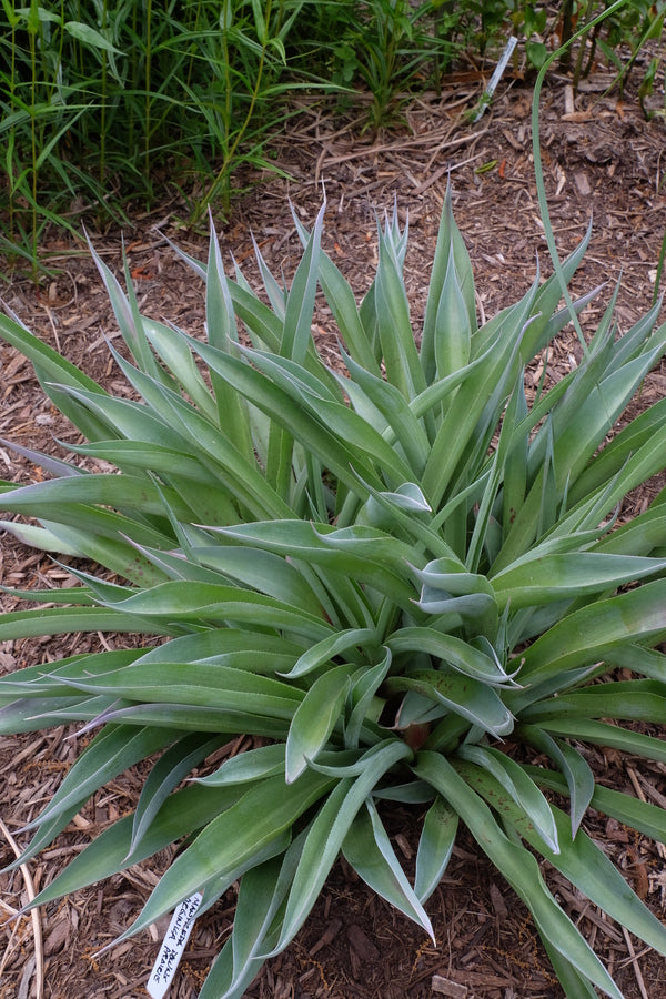 Image of Manfreda virginica Downs Prairie, AR||