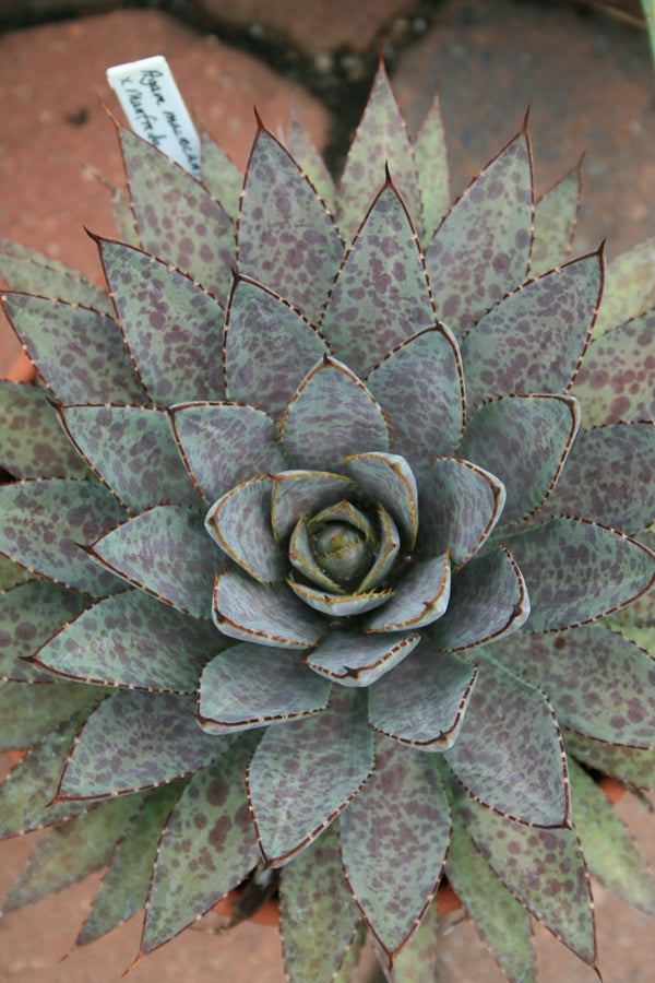 Image of Mangave 'Bloodspot'|Juniper Level Botanic Gdn, NC|JLBG