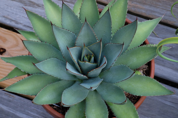 Image of Mangave 'Blue Dart'