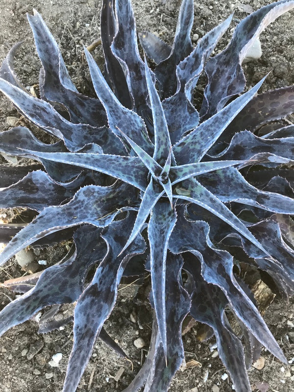Image of Mangave 'Desert Dragon' PP 31,311taken at Walters Gardens, MI by H. Hansen