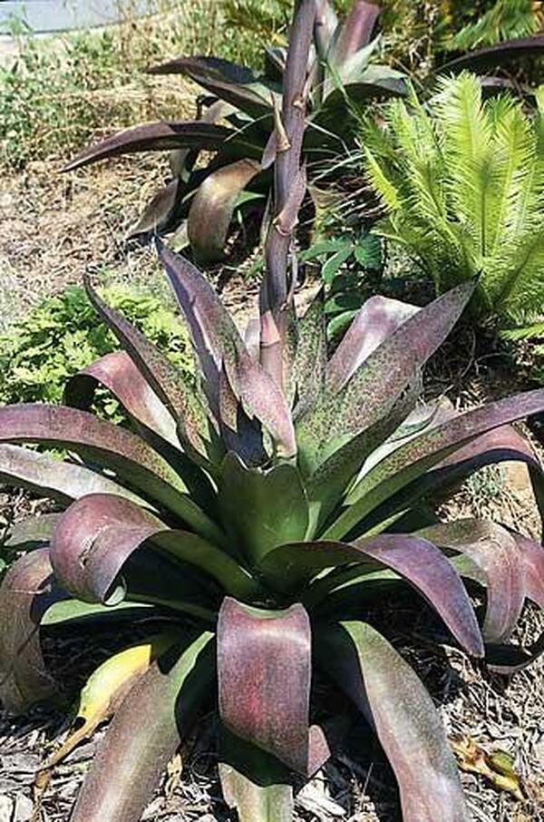 Image of Mangave 'Macho Mocha'|Yucca Do Nursery, TX|