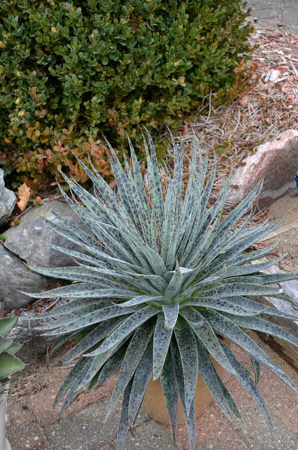Image of Mangave 'Spotify' |Walters Gardens, MI|Walters Gardens