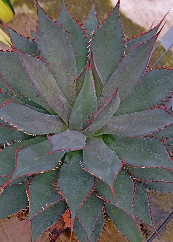 Image of Mangave 'Tooth Fairy' PP 29,599taken at Walters Gardens, MI by Walters Gardens