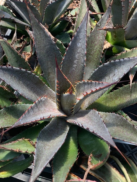 Image of Mangave 'Tooth Fairy' PP 29,599taken at Juniper Level Botanic Gdn, NC by C. Hardison