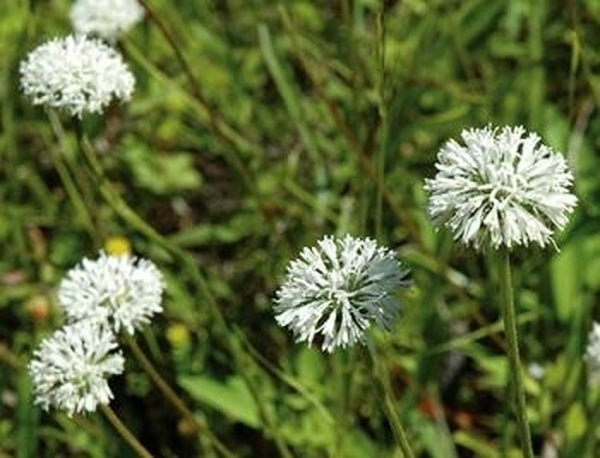 Image of Marshallia obovata var. obovata|NC Botanical Gdn, NC|NC Botanical Garden