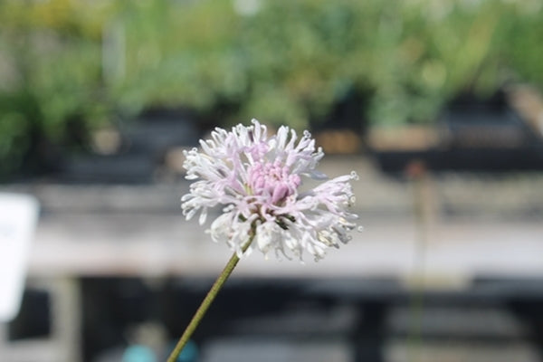 Image of Marshallia tenuifolia Irwin Co, GA|Juniper Level Botanic Gdn, NC|JLBG