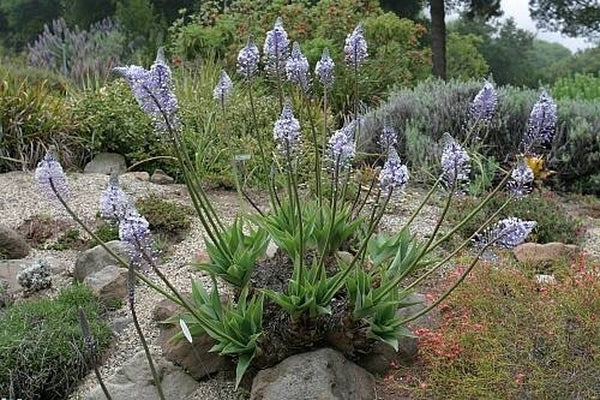 Image of Merwilla plumbea Chapin form|In Situ South Africa|C. Schoenfeld