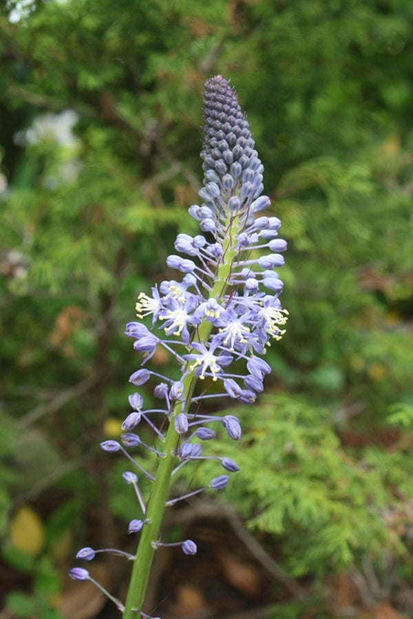 Image of Merwilla plumbea||