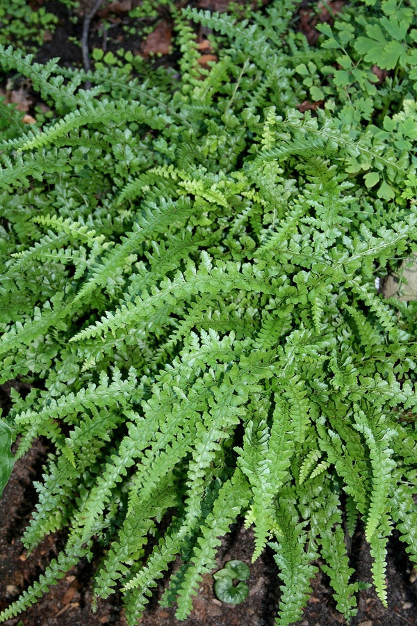 Image of Microlepia strigosa 'MacFaddeniae'|Juniper Level Botanic Gdn, NC|JLBG
