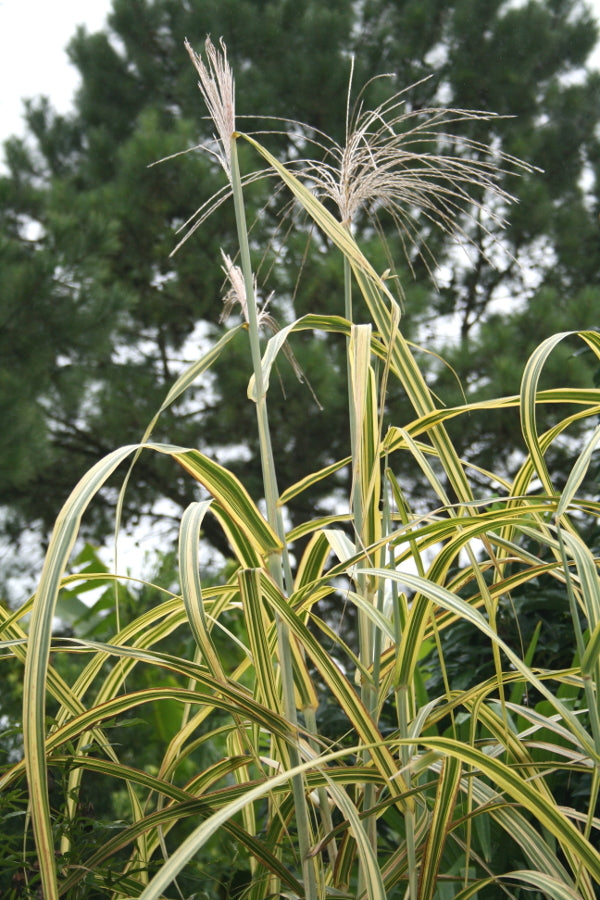 Image of Miscanthus x giganteus 'Gilded Tower' PP 14,743taken at Juniper Level Botanic Gdn, NC by JLBG