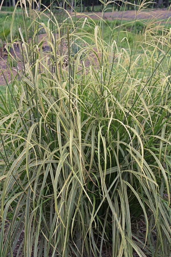 Image of Miscanthus sinensis 'Goldfeder'|Juniper Level Botanic Gdn, NC|JLBG