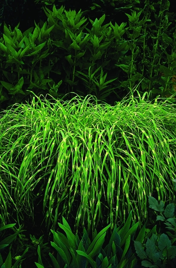 Image of Miscanthus sinensis 'Hinjo'|Juniper Level Botanic Gdn, NC|JLBG