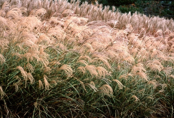 Image of Miscanthus sinensis 'Little Zebra' PP 13,008|Walters Gardens, MI|www.perennialresource.com