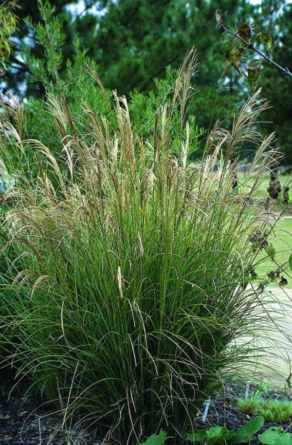 Image of Miscanthus sinensis 'Sarabande'|Juniper Level Botanic Gdn, NC|JLBG