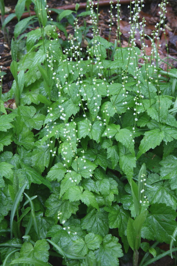 Image of Mitella diphylla|C. Burrell Gdn, VA|