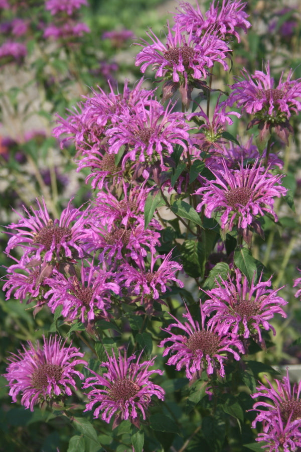 Image of Monarda 'Peter's Purple'|Juniper Level Botanic Gdn, NC|JLBG