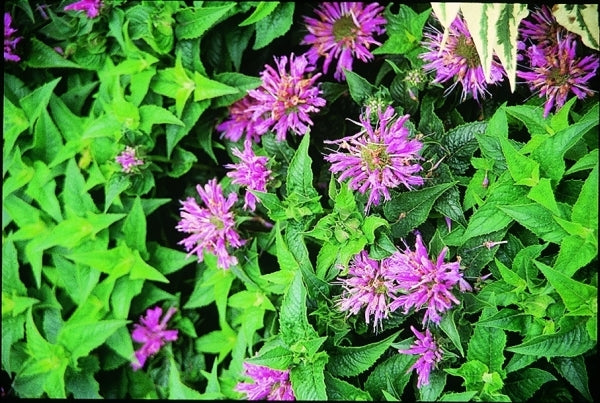 Image of Monarda 'Petite Delight' PPAF|Juniper Level Botanic Gdn, NC|JLBG