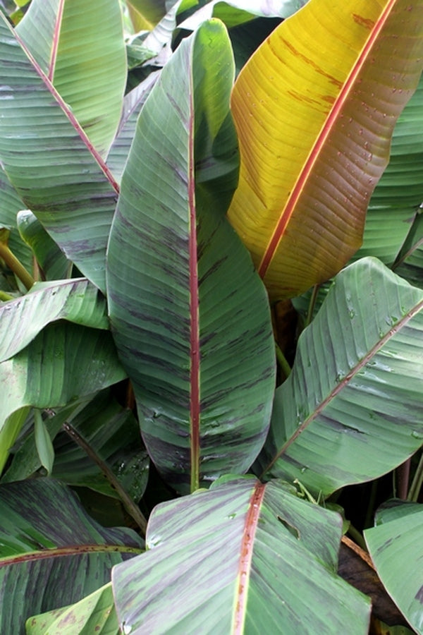 Image of Musa 'Picasso'|Juniper Level Botanic Gdn, NC|JLBG