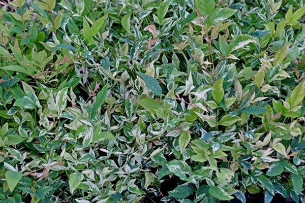 Image of Nandina domestica 'Twilight' PP 26,025||