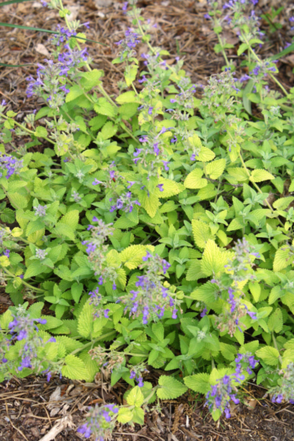 Image of Nepeta 'Limelight' PPAF|Juniper Level Botanic Gdn, NC|JLBG