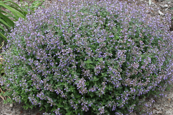 Image of Nepeta x faassenii 'Purrsian Blue' PP 24,788||