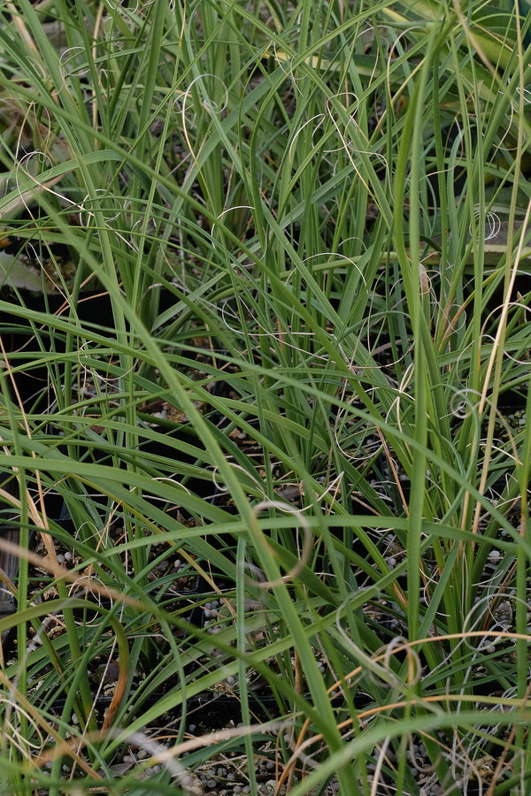 Image of Nolina microcarpa 'Oak Creek'||