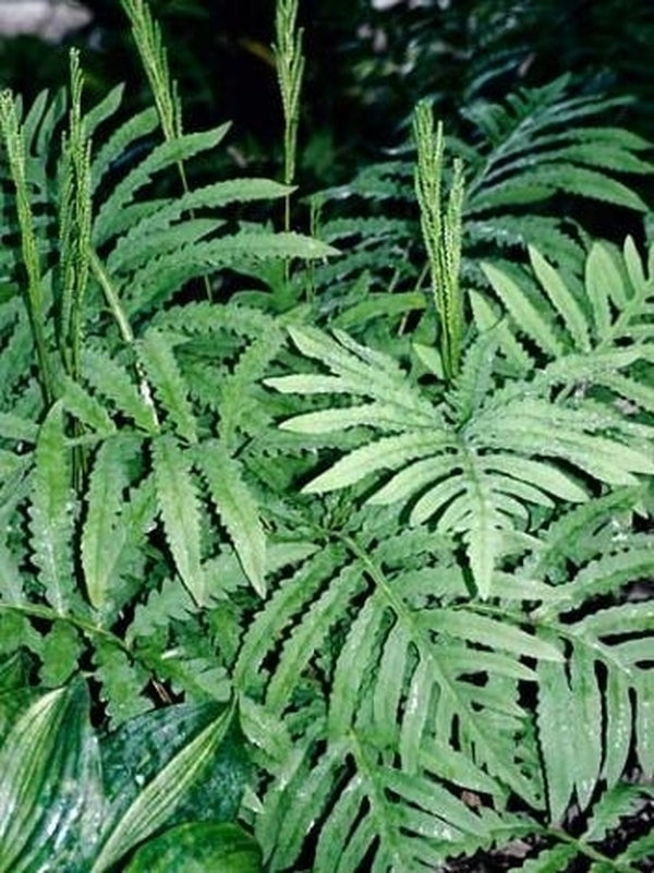 Image of Onoclea sensibilis|Juniper Level Botanic Gdn, NC|JLBG