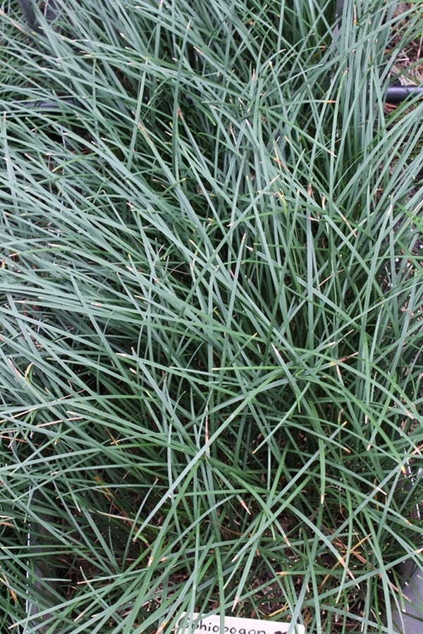 Image of Ophiopogon bodinieri TARRVS 200||