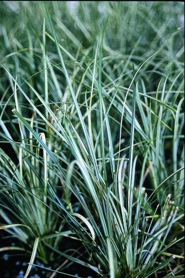 Image of Ophiopogon japonicus 'Shiroshima Ryu'|Juniper Level Botanic Gdn, NC|JLBG