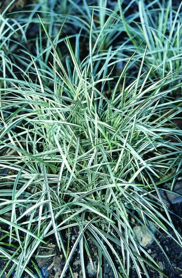 Image of Ophiopogon japonicus 'Shiroshima Ryu'|Juniper Level Botanic Gdn, NC|JLBG