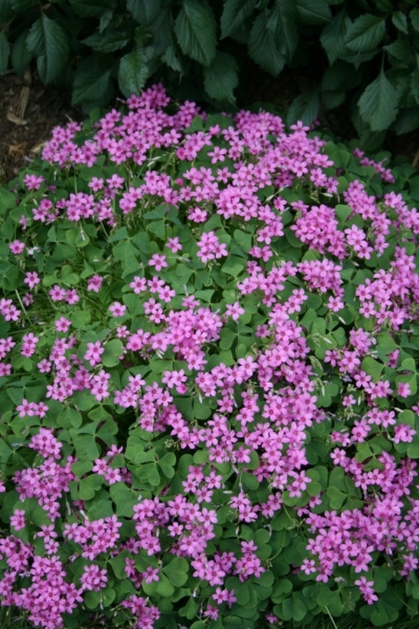Image of Oxalis crassipes 'Rosea'|Juniper Level Botanic Gdn, NC|JLBG