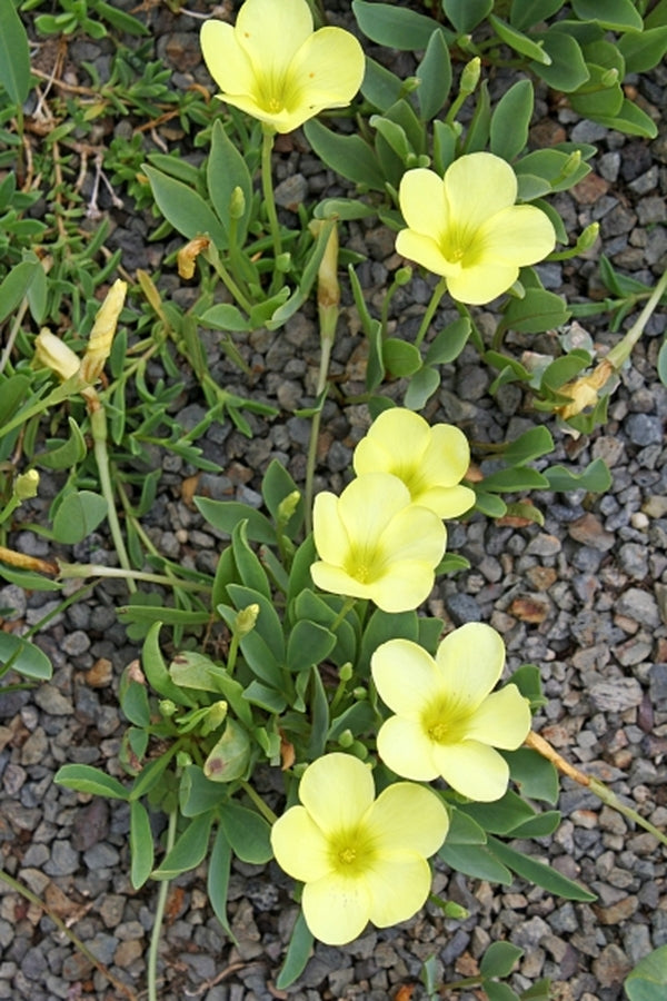 Image of Oxalis fabaefolia|Juniper Level Botanic Gdn, NC|JLBG
