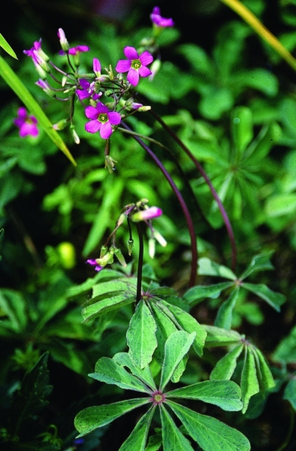 Image of Oxalis lasiandra|B. Heath Gdn, VA|