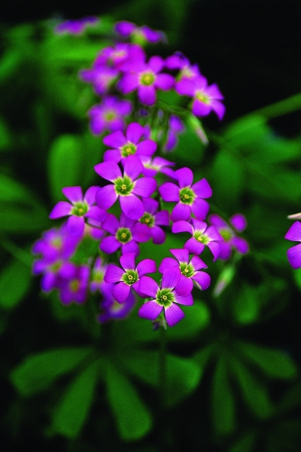Image of Oxalis lasiandra|Juniper Level Botanic Gdn, NC|JLBG