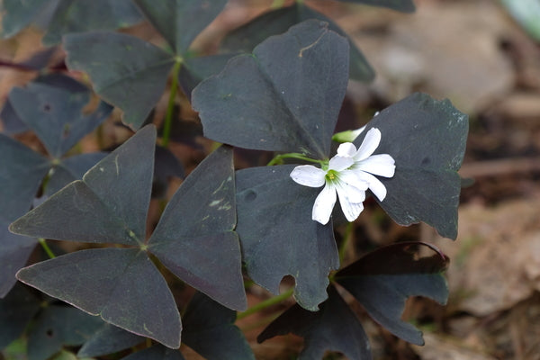 Image of Oxalis triangularis 'Black Beauty'|Juniper Level Botanic Gdn, NC|