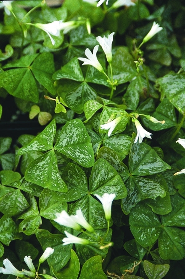 Image of Oxalis triangularis 'Irish Mist'|Juniper Level Botanic Gdn, NC|JLBG