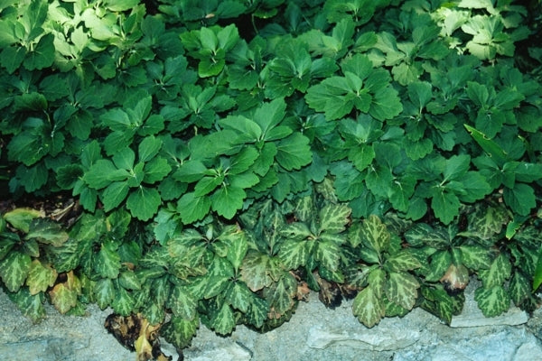 Image of Pachysandra procumbens PDN #01taken at P. James Gdn, VA