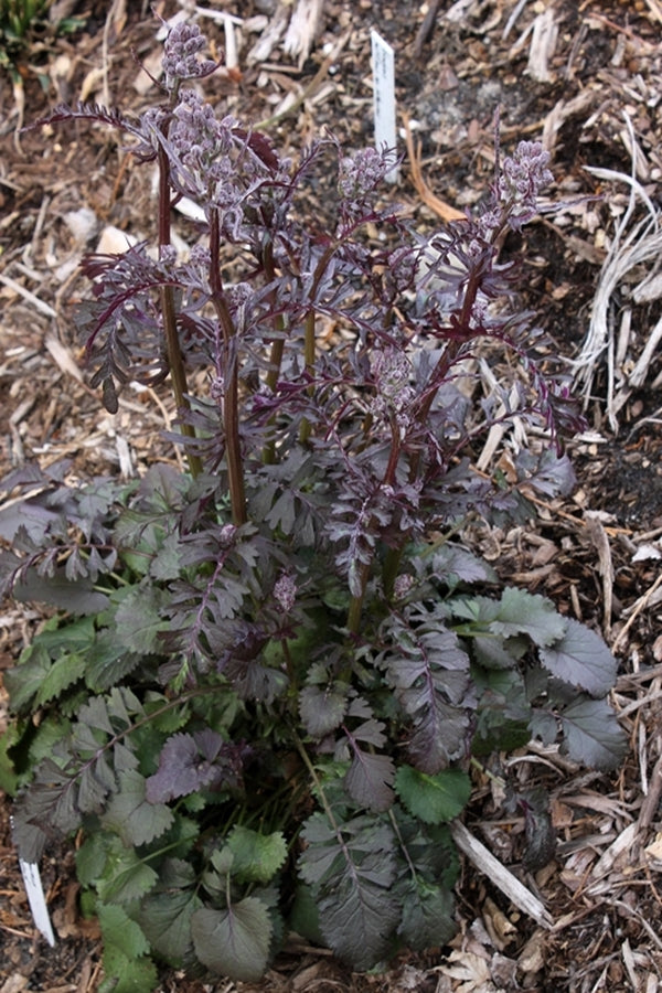 Image of Packera aurea 'Dark Shadows'|Juniper Level Botanic Gdn, NC|JLBG