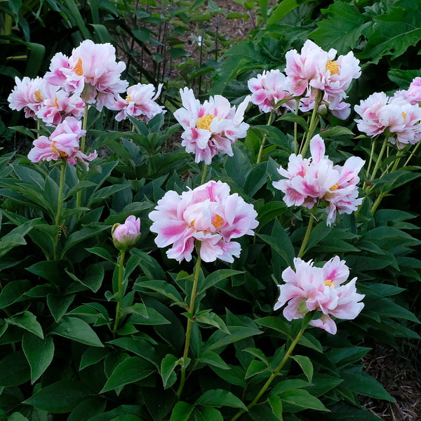 Image of Paeonia 'Avalon'|Juniper Level Botanic Gdn, NC|JLBG