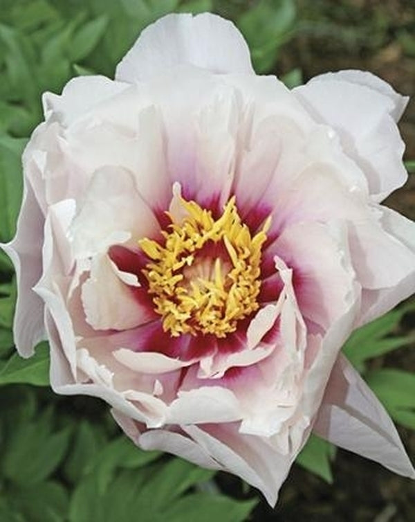 Image of Paeonia 'Cora Louise'|Juniper Level Botanic Gdn, NC|JLBG
