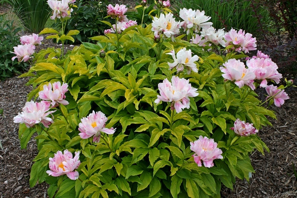 Image of Paeonia 'Golden Sunrise'||