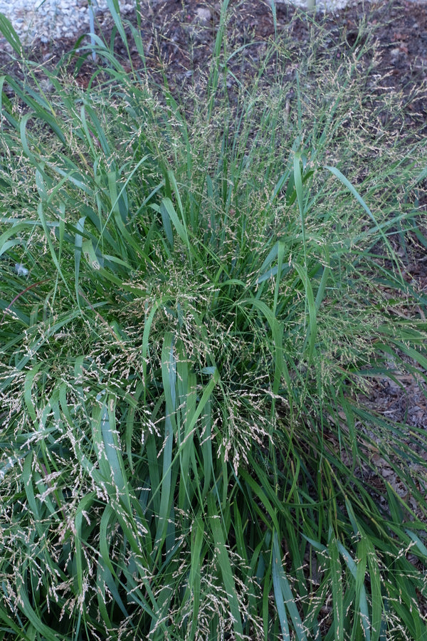 Image of Panicum 'Cape Breeze' PP 24,895|Juniper Level Botanic Gdn, NC|JLBG