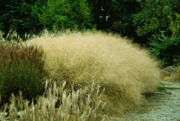 Image of Panicum virgatum 'Cloud Nine'|S. Fink Nsy, OH|