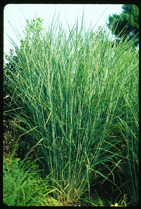 Image of Panicum virgatum 'Cloud Nine'|Juniper Level Botanic Gdn, NC|JLBG