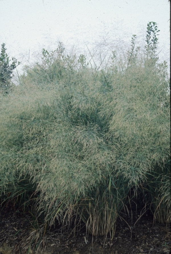 Image of Panicum virgatum 'Cloud Nine'|Juniper Level Botanic Gdn, NC|JLBG
