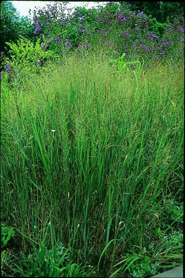 Image of Panicum virgatum 'Heavy Metal'|J.C. Raulston Arboretum, NC|