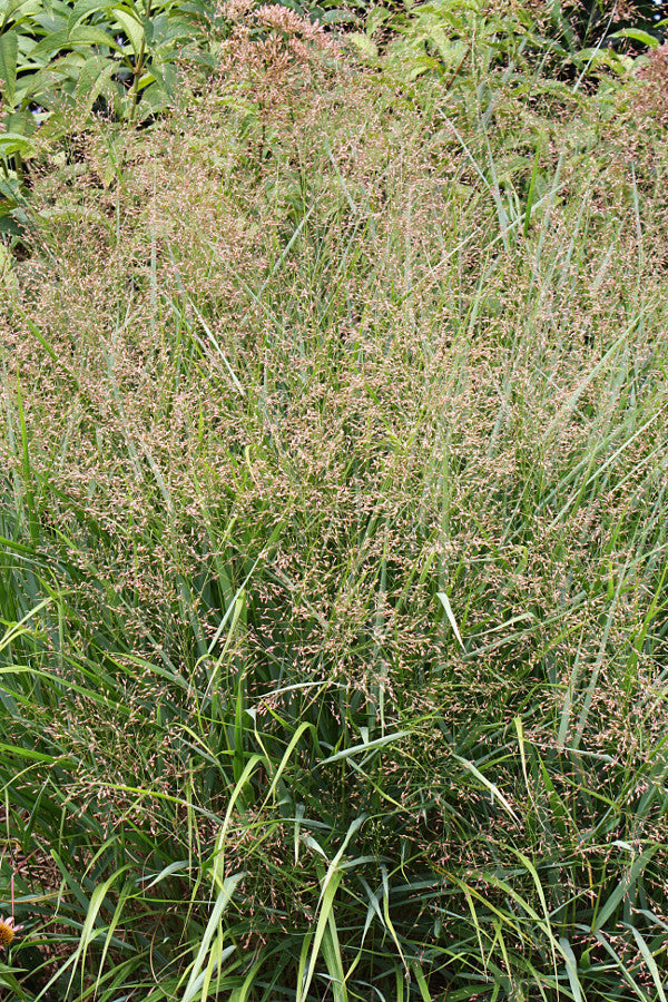 Image of Panicum virgatum 'Squaw'|Juniper Level Botanic Gdn, NC|JLBG